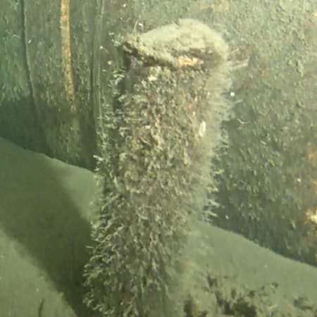 На газопроводі «Північний потік-2» у Балтійському морі знайшли невідомий предмет