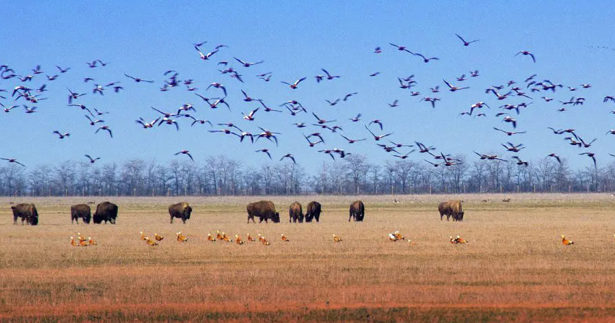 Russians seize the Falz-Fein Askania-Nova Biosphere Reserve