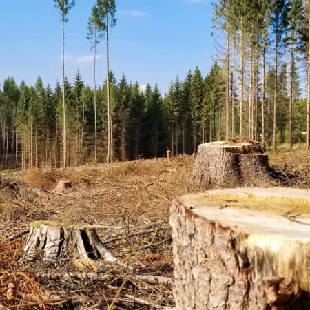 На Закарпатті виявили масштабні вирубки лісу, які завдали збитків на понад 50 млн грн