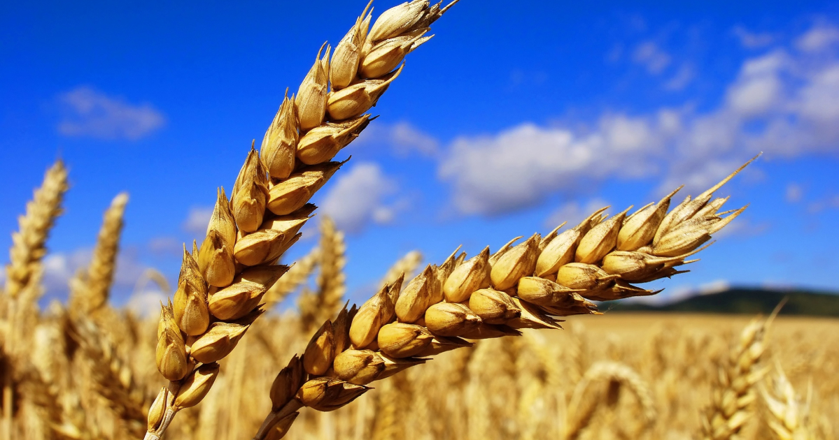 Урожай пшениці значно скоротиться у разі продовження російської блокади — міністр агрополітики