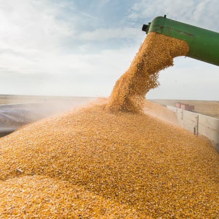 Молдова планує призупинити імпорт української пшениці, кукурудзи, ріпаку та соняшникового насіння