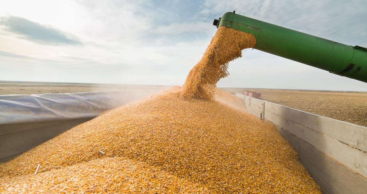 Молдова планує призупинити імпорт української пшениці, кукурудзи, ріпаку та соняшникового насіння