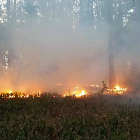 A forest has been on fire in the Chernihiv region for a week now due to Russian shelling