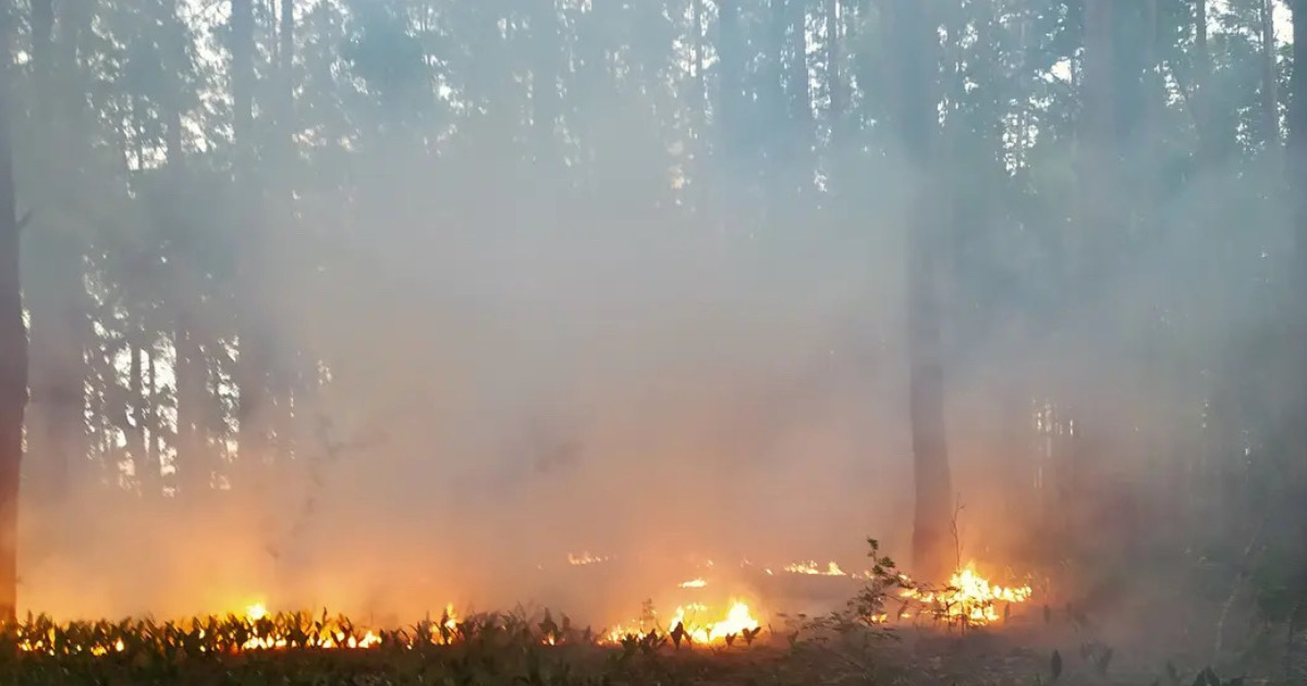 A forest has been on fire in the Chernihiv region for a week now due to Russian shelling