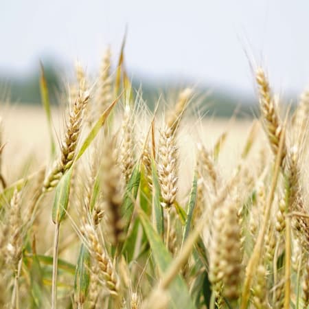На Херсонщині росіяни спалили понад 230 гектарів пшениці