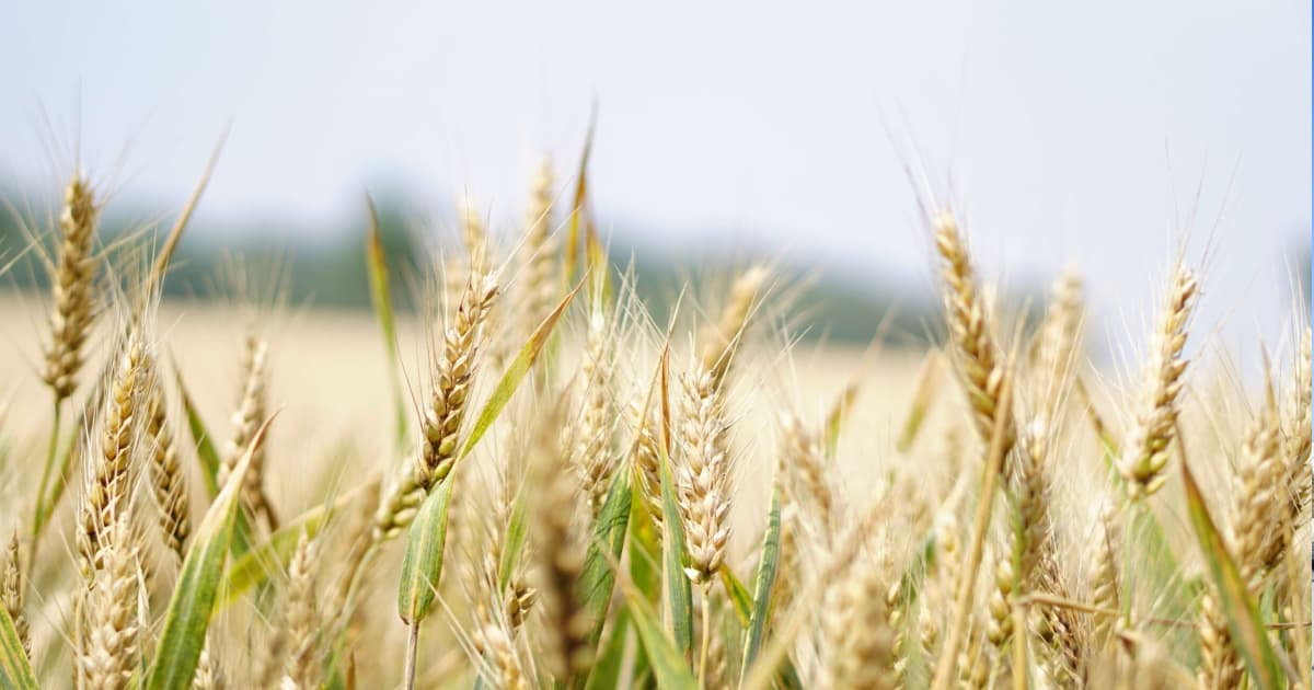 На Херсонщині росіяни спалили понад 230 гектарів пшениці