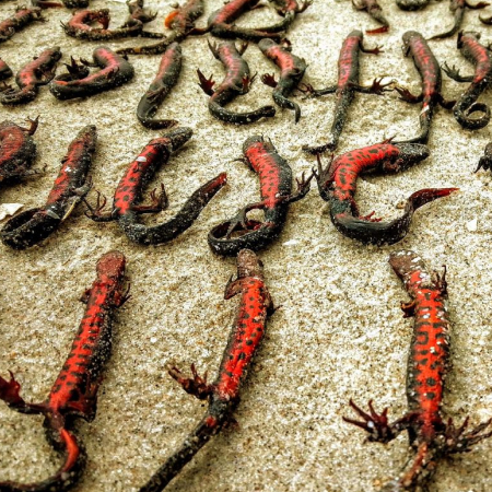 About 150 endangered newts died due to the destruction of the Kakhovka HPP