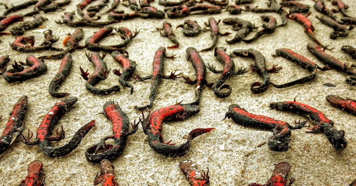 About 150 endangered newts died due to the destruction of the Kakhovka HPP
