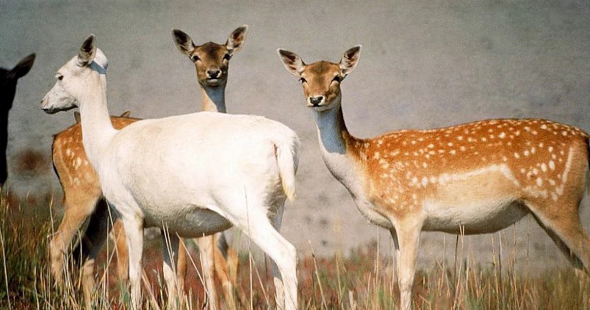 Damages from the death of wildlife due to the destruction of the hydroelectric power station reach UAH 900 million