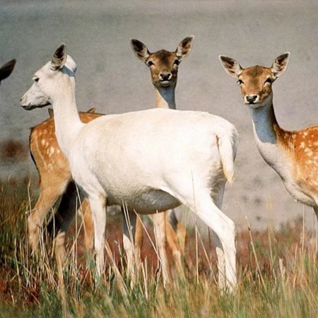 Damages from the death of wildlife due to the destruction of the hydroelectric power station reach UAH 900 million