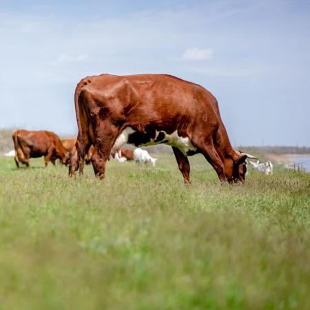 Bodies of three dead cows washed up on the Black Sea coast in Bulgaria