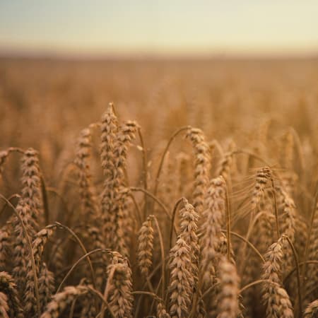 Терміни угоди про експорт українського зерна «будуть оновлюватись автоматично»