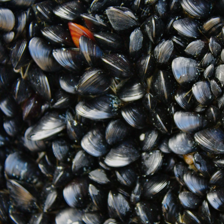 About 50% of mussels died on Odesa beach — ecologist Vladyslav Balinskyi