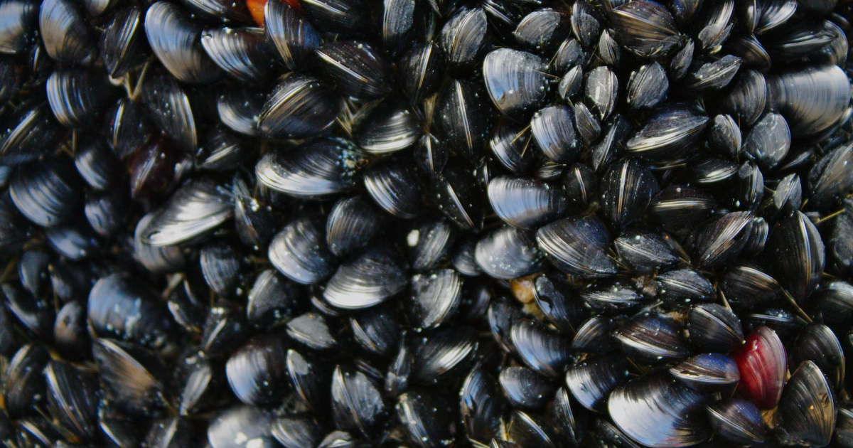 About 50% of mussels died on Odesa beach — ecologist Vladyslav Balinskyi