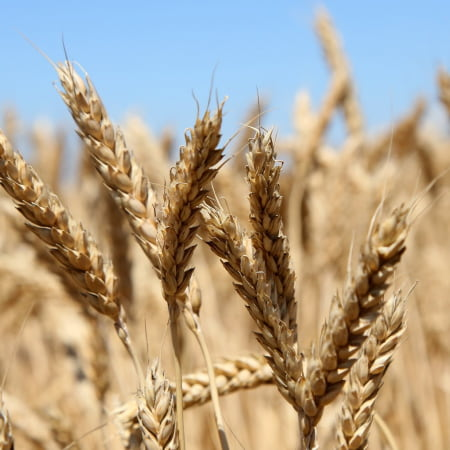 Домовленість щодо експорту зерна має запрацювати вже цього тижня — міністр інфраструктури