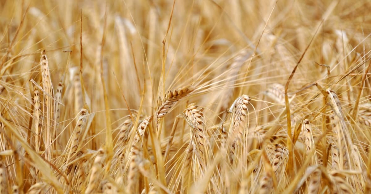 Єгипет анулював контракти на постачання 240 тис. тонн українського зерна