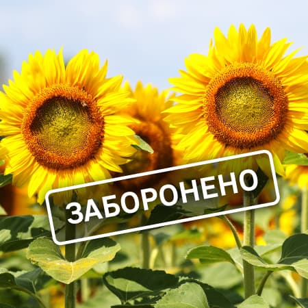 Болгарія заборонила імпорт українського соняшника до кінця листопада