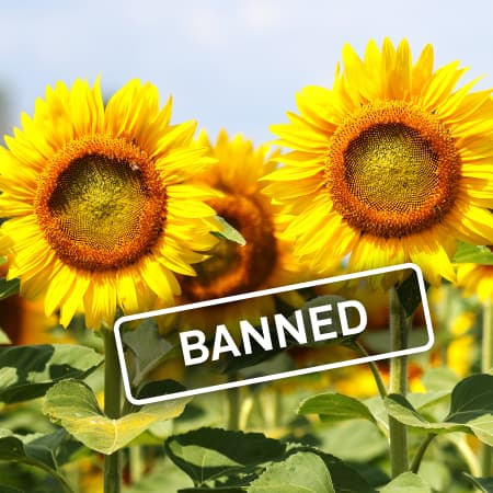 Bulgaria bans imports of Ukrainian sunflower until the end of November