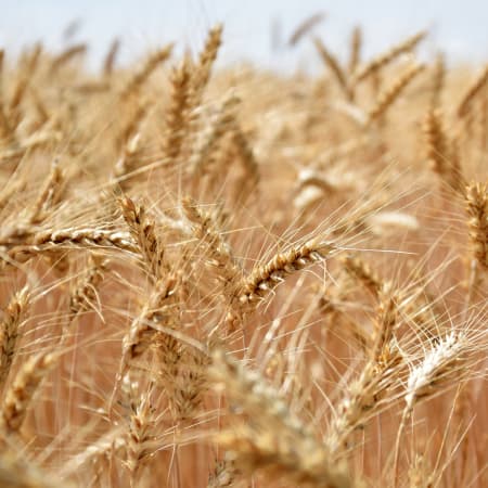 Румунія підготувала механізм обмеження імпорту зерна з України та Молдови