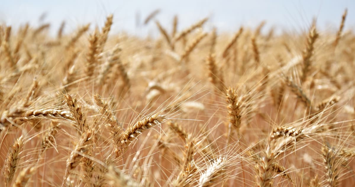 Румунія підготувала механізм обмеження імпорту зерна з України та Молдови