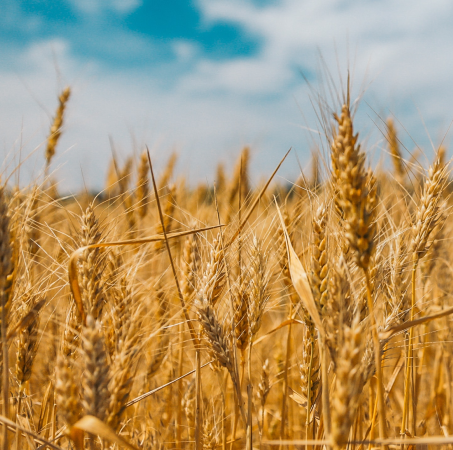 The European Commission refused to return duties on Ukrainian grain despite the requests of Bulgaria, Poland, Romania, Slovakia and Hungary