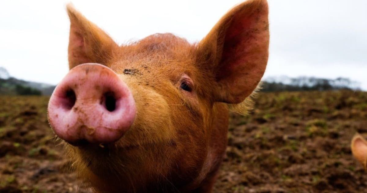 Американські дослідники змогли частково відновити органи мертвої свині