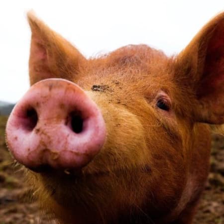 Американські дослідники змогли частково відновити органи мертвої свині