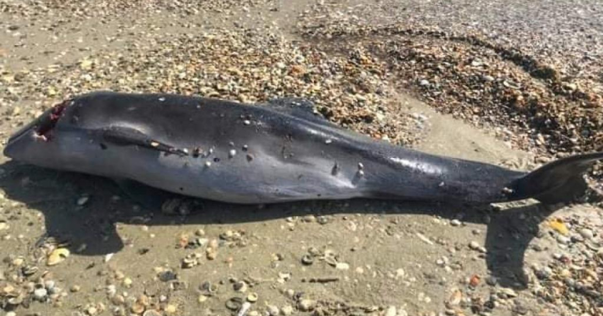 Через бойові дії в Чорному морі продовжують гинути дельфіни