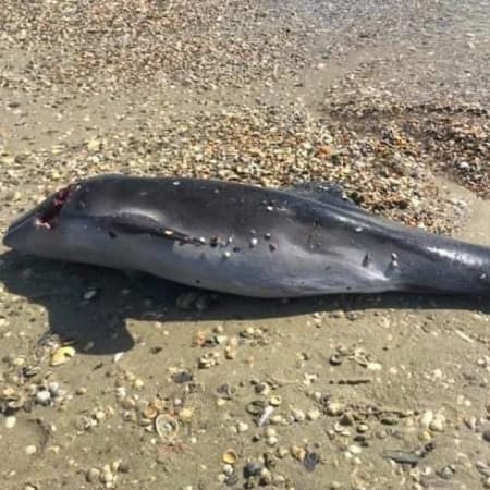 Через бойові дії в Чорному морі продовжують гинути дельфіни