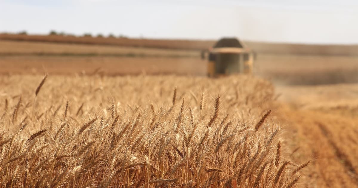Ukraine will transfer over 28 thousand tons of wheat to Somalia
