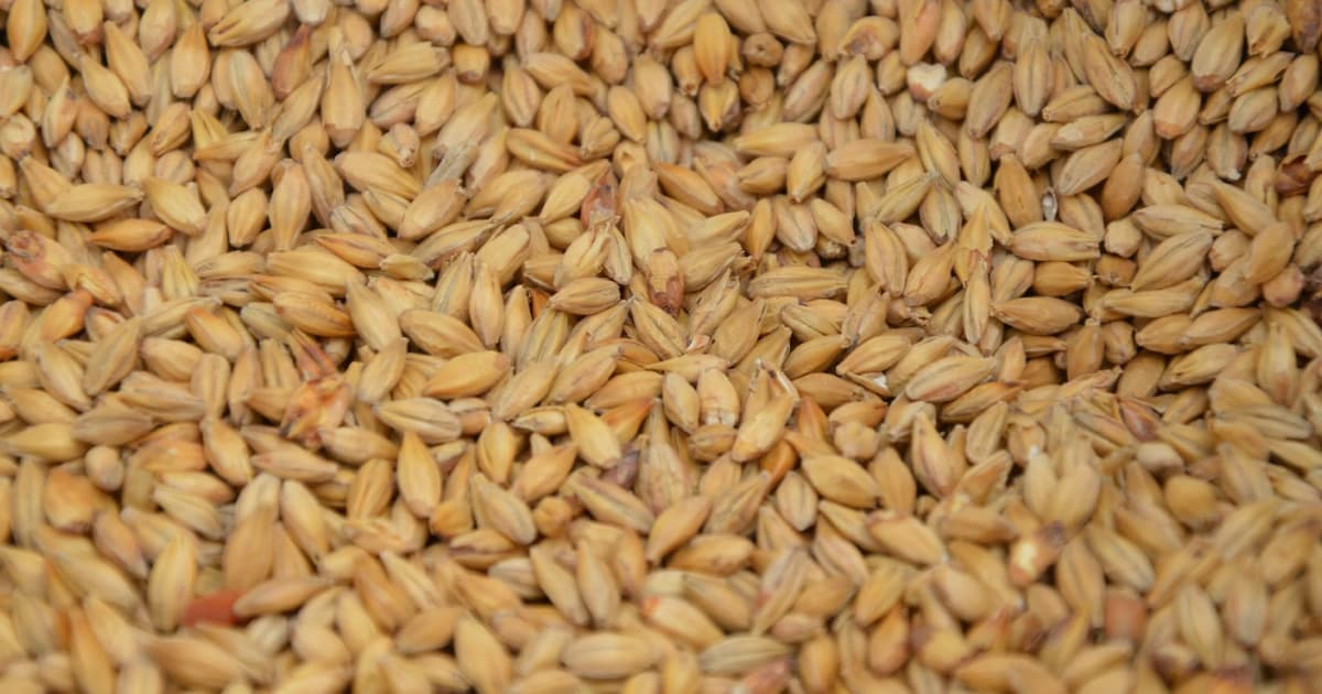 Росіяни викрали понад 1 мільйон тонн зерна на Луганщині — Гайдай