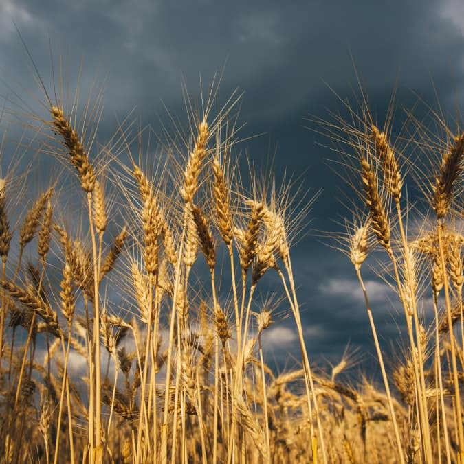 Україна виділяє 50 тисяч тонн пшениці для Ефіопії та Сомалі