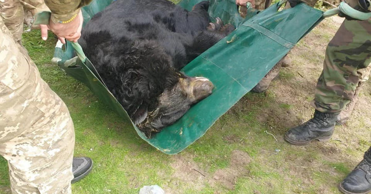Зоозахисники врятували ведмедя у районі Лиману