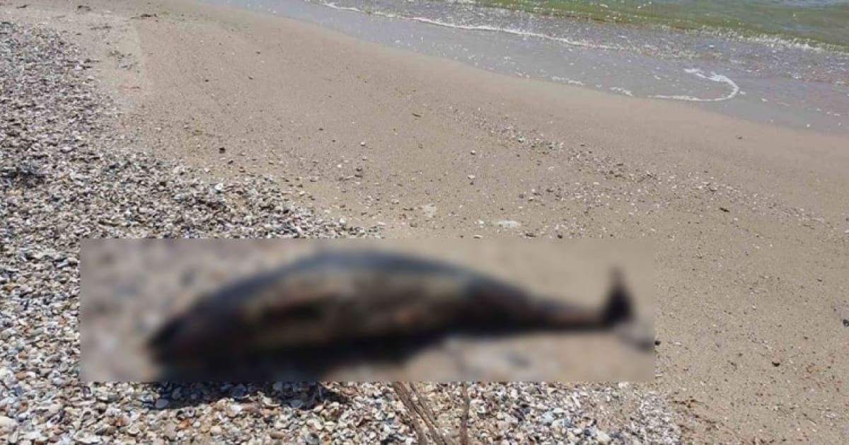У Чорному морі загинули вже 50 тис. дельфінів через використання російських військових кораблів