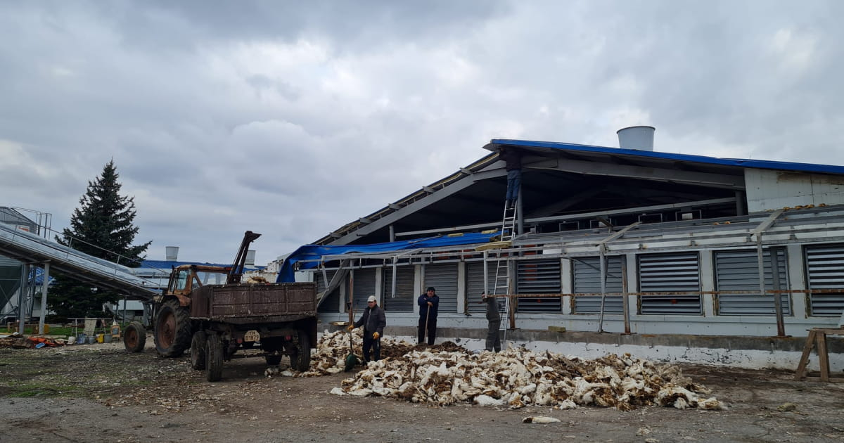 800,000 chickens died as a result of the shelling of the "Fenix" poultry farm in the Donetsk region