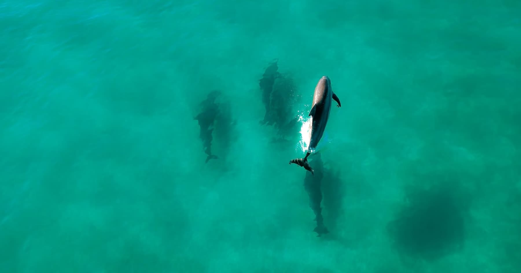 У тимчасово окупованому Севастополі власник дельфінарію викинув дельфінів в море