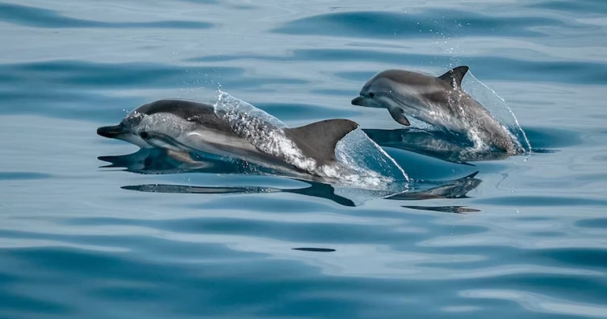 Внаслідок дій російських військових у Чорному морі загинуло 50 тисяч дельфінів