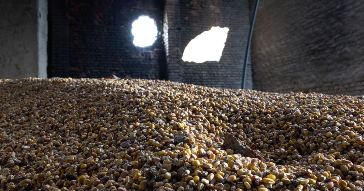 Росіяни щодня незаконно завозять українське зерно на територію РФ