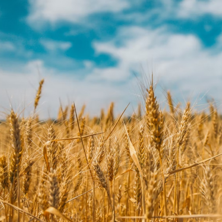 Німеччина та Японія допоможуть організувати експорт зерна з України