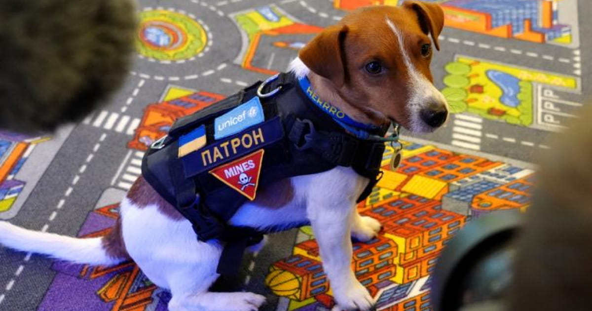 Пес Патрон отримав від ЮНІСЕФ в Україні титул «Пса Доброї Волі»