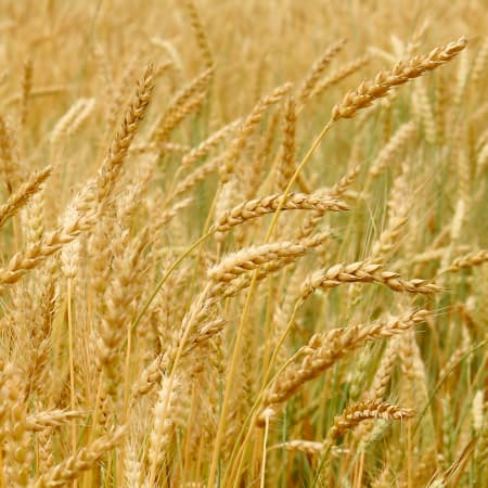Володимир Зеленський оголосив про початок міжнародної програми «Grain from Ukraine»