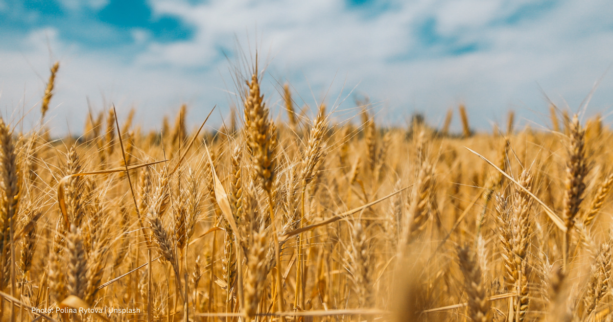 The European Commission refused to return duties on Ukrainian grain despite the requests of Bulgaria, Poland, Romania, Slovakia and Hungary